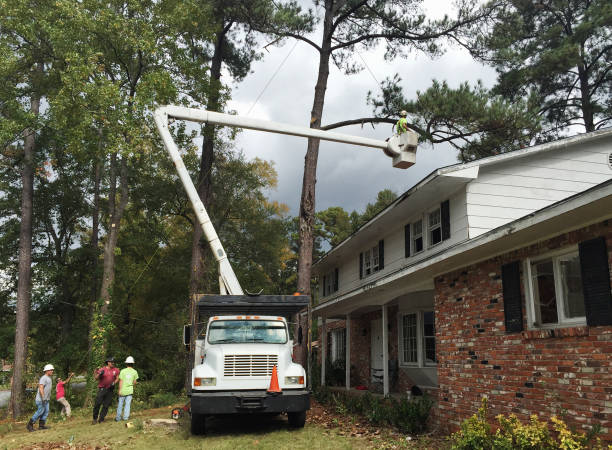 How Our Tree Care Process Works  in  Fairwood, MD